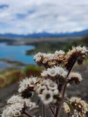 Views of scenery over flowers on the Lazo Weber trail, Torres del Paine, Chile