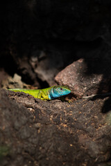 Colorful green and blue lizard hiding under a rock in a shadow, dangerous poisonous reptile