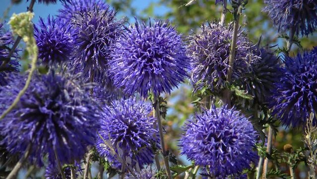 The southern globethistle (Echinops ritro), insects collect nectar and pollen from flowers