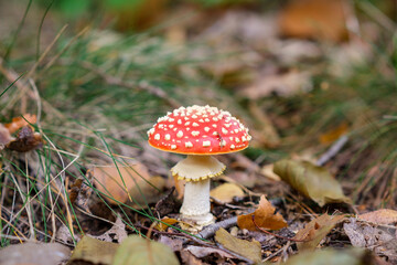 Closeup of vibrant mushrooms growing on forest floor