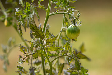 Green tomato on the vine - Fresh garden grown green cherry tomato with water dew drops