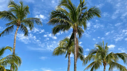 coconut trees on blue sky