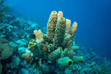 Fototapeta na wymiar Tube Sponges