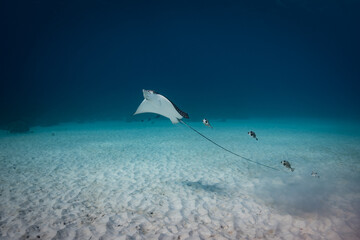 Eagle Ray and Friends