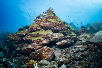 Ascending from the Deep