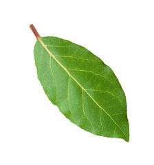 One fresh bay leaf isolated on white background