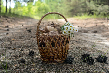 wicker basket with mushrooms and daisies on the background of the road and forest landscape