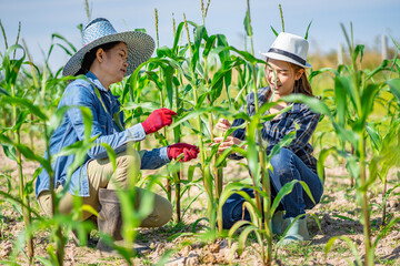 Asian female farmer in Thailand inspecting corn planted in a corn field. and plan for quality care for good productivity