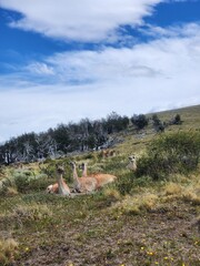 View of guanacos in a field in Torres del Paine National Park, Chile
