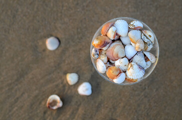 Beautiful seashells in a glass goblet on a background of sand on the seashore. view from above