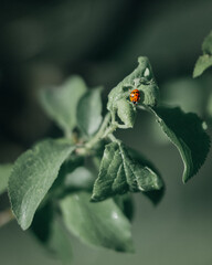 Biedronka na liściu jabłoni  © dawid