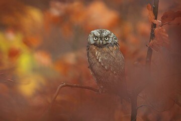 Výreček malý. Eurasian scops owl (Otus scops), also known as the European scops owl or just scops owl, is a small owl. 