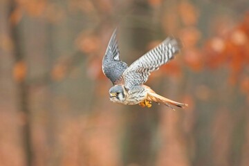 Falco sparverius, American kestrel, Poštolka pestrá in the flight in autumn