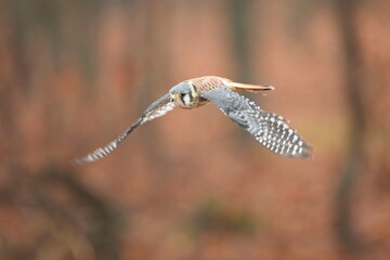 Falco sparverius, American kestrel, Poštolka pestrá in the flight in autumn