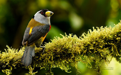 Tucan barbet.  Semnornis ramhastinus