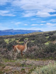 Naklejka premium View of a guanaco in a field in Torres del Paine National Park, Chile
