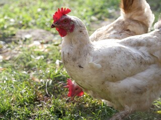 Dirty white domestic chickens walk in rural yard in grass, peck food