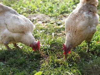 Dirty white domestic chickens walk in rural yard in grass, peck food
