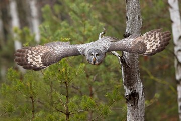 Strix nebulosa, Great grey owl
Puštík vousatý in fte flight