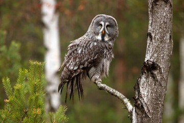 Strix nebulosa, Great grey owl
Puštík vousatý in fte flight