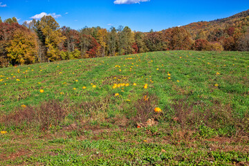 Pumpkin Patch Field in North Carolina