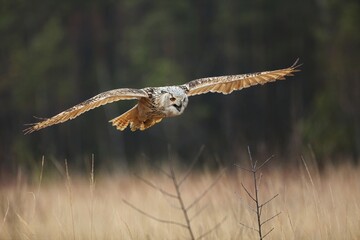Bubo bubo sibiricus, Siberian eagle-owl, Výr velký západosibiřský. Autumn scene with Big Eastern Siberian Eagle Owl in the forest. 