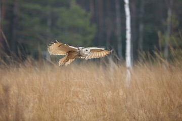 Bubo bubo sibiricus, Siberian eagle-owl, Výr velký západosibiřský. Autumn scene with Big Eastern Siberian Eagle Owl in the forest. 