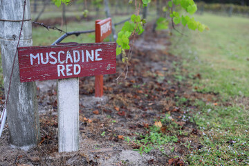 muscadine grape vines in a winery in bradington Florida 