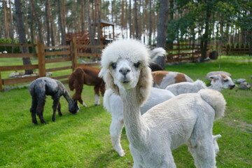 Colorful alpacas on a rural summer farm	