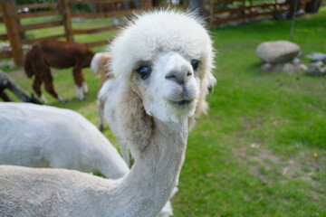 Obraz premium Colorful alpacas on a rural summer farm 