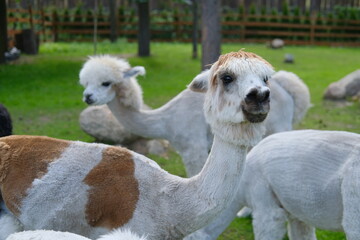 Colorful alpacas on a rural summer farm	