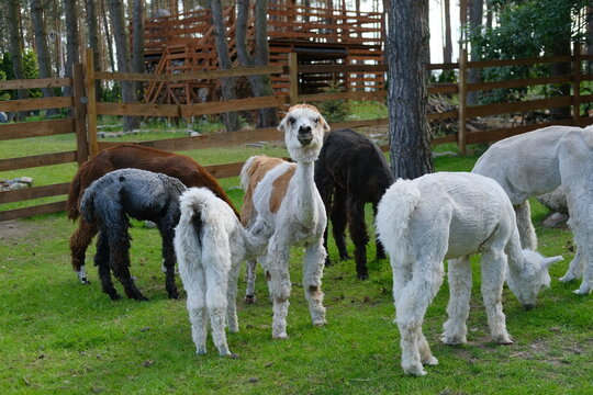 Colorful alpacas on a rural summer farm	