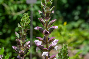 Acanthus hungaricus tall flowering plant, herbaceous purple white green flowers in bloom