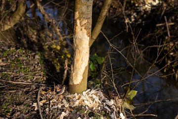 Fototapeta na wymiar Beaver trees. Evidence of beaver's activity. Trees damaged by protected animal. Rodent habitat in spring in nature.