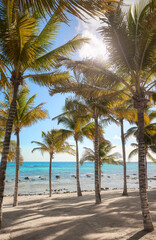 Beautiful beach with coconut palm trees on a sunny day.
