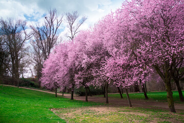 Cherry blossoming scenery. Wonderful scenic park with rows of blooming cherry trees and green lawn in spring. Pink flowers of cherry tree.
