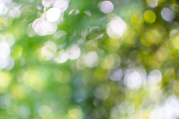 Spring summer green background with lots of bokeh