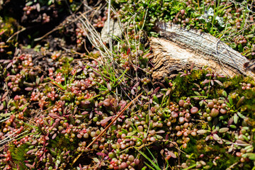 Succulent like Elf-orpine, Diamorpha Smallii budding in Atlanta, Georgia. (USA)