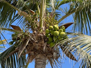 green coconuts on palm tree