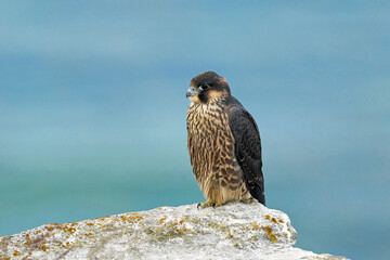Peregrine falcon (Falco peregrinus)