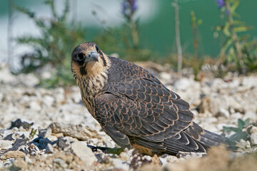 Peregrine falcon (Falco peregrinus) Juvenile