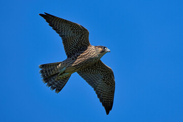 Peregrine falcon (Falco peregrinus)