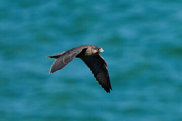 Peregrine falcon (Falco peregrinus)