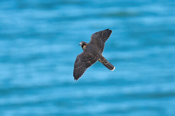 Peregrine falcon (Falco peregrinus)