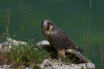 Peregrine falcon (Falco peregrinus)