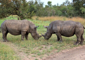 Rhinos facing off