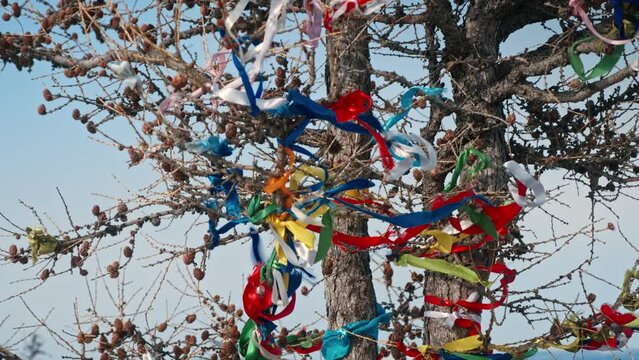 Colored bright ribbons tied to a tree. Buddhist ritual, tradition. Island oh. Buddhist symbol, lake Baikal, Ogoy island. Siberia, Russia.
