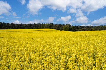 Tief gelb blühendes Rapsfeld, im Hintergrund ist ein ausgedenter Mischwald zu erkennen, schöner blauer Himmel mit Wolken.