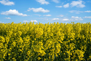 Blühendes Rapsfeld, von der Seite aufgenommen, Stängel gut zu erkennen.