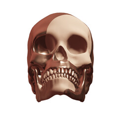 skull  skeleton 